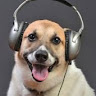 Avatar do usuário
